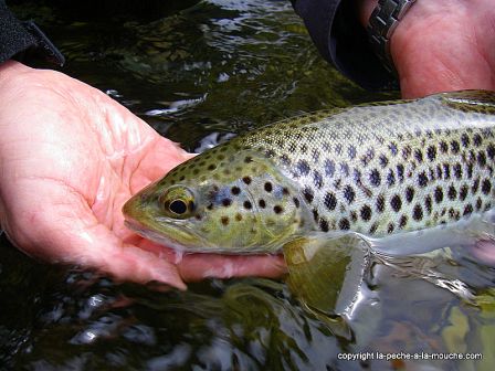 Photo de truite - peche a la mouche - Grande Nive Pays Basque - 27 mars 20110, mar. 2011 Photo de truite - peche a la mouche - Grande Nive Pays Basque - 27 mars 20110