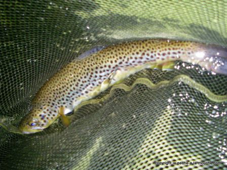 Photo de truite - peche a la mouche - Grande Nive Pays Basque - 29 avril 2011, mai 2011 Photo de truite - peche a la mouche - Grande Nive Pays Basque - 29 avril 2011