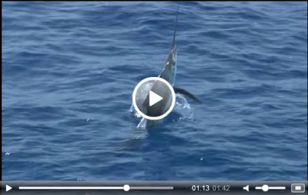 video-simms-bluewater.png, sept. 2011 video-simms-bluewater.png