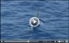  video-simms-bluewater.png 