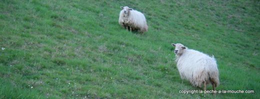 mouton-pays-basque.jpg, mar. 2012 mouton-pays-basque.jpg