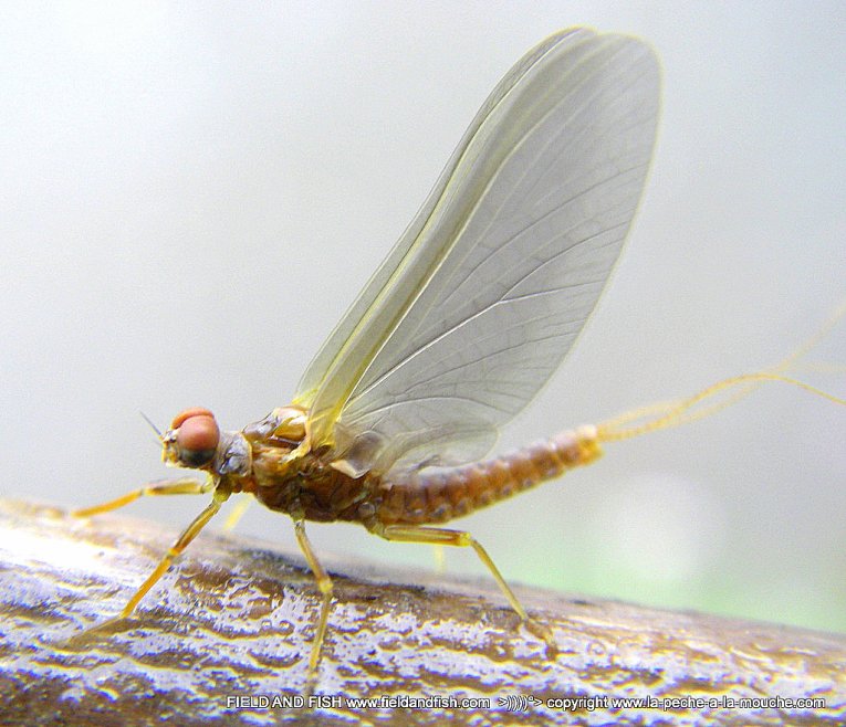 photo-ephemere-blue-winged-olive-002.jpg, avr. 2012 photo-ephemere-blue-winged-olive-002.jpg