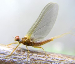 photo-ephemere-blue-winged-olive-002.JPG, avr. 2012 photo-ephemere-blue-winged-olive-002.JPG