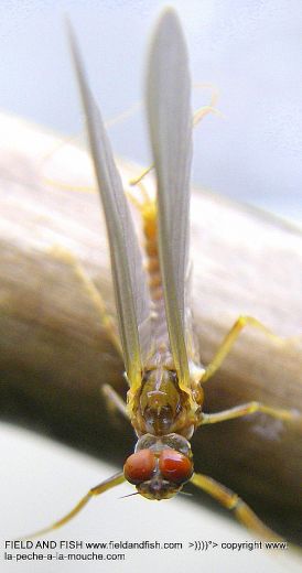 photo-ephemere-blue-winged-olive-003.jpg