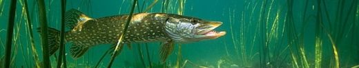 photo-ouverture-peche-brochet-2012.jpg