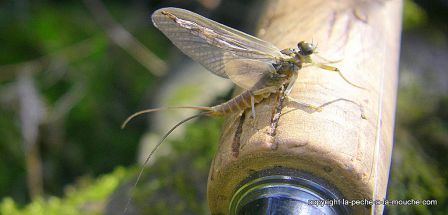 photo-peche-a-la-mouche-march-brown-17mars2012-1.jpg