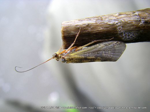 photo-trichoptere-sedge-caddis-002.jpg