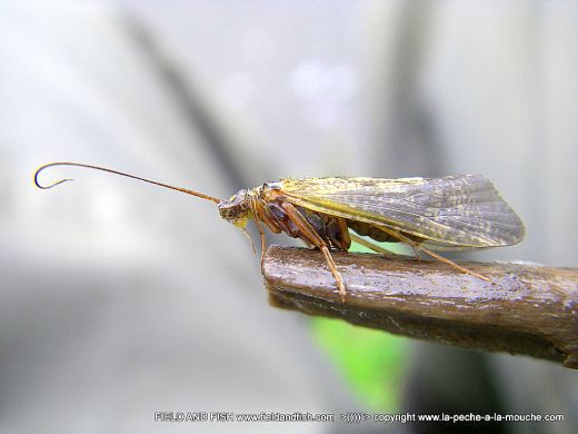photo-trichoptere-sedge-caddis-003.jpg