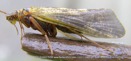 photo-trichoptere-sedge-caddis-004.jpg