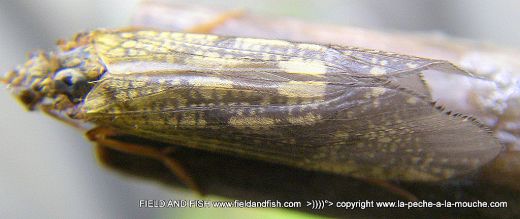 photo-trichoptere-sedge-caddis-005.jpg