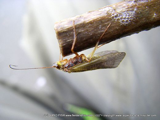 photo-trichoptere-sedge-caddis-1.jpg
