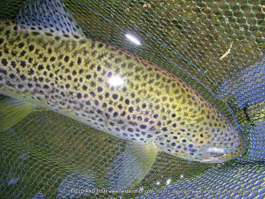photo-truite-37cm-peche-a-la-mouche-06juillet2012-002.jpg, juil. 2012 photo-truite-37cm-peche-a-la-mouche-06juillet2012-002.jpg