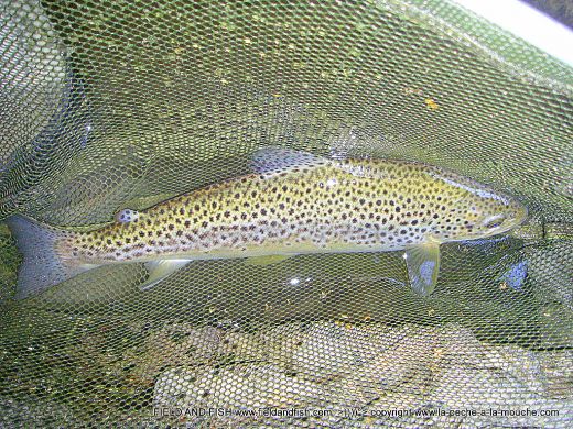 photo-truite-37cm-peche-a-la-mouche-06juillet2012-1.jpg, juil. 2012 photo-truite-37cm-peche-a-la-mouche-06juillet2012-1.jpg