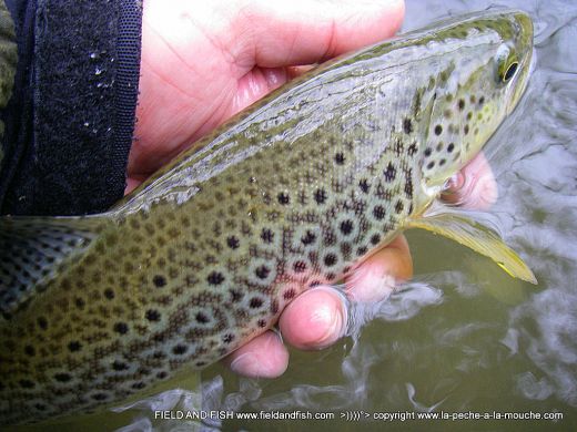 photo-truite-38cm-peche-a-la-mouche-07avril2012-002.jpg