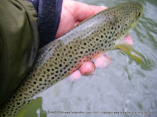 photo-truite-38cm-peche-a-la-mouche-07avril2012-1.jpg