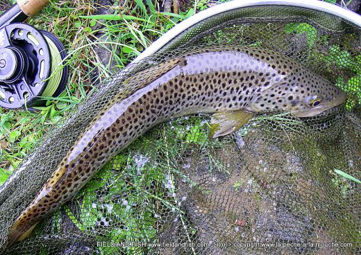 photo-truite-47cm-peche-a-la-mouche-07avril2012-002.jpg