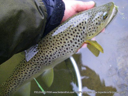 photo-truite-47cm-peche-a-la-mouche-07avril2012-003.jpg