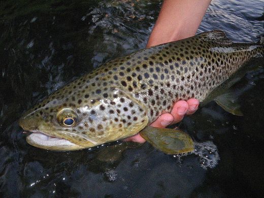 photo-truite-fario-gave-pau-romain-15juin2012.jpg