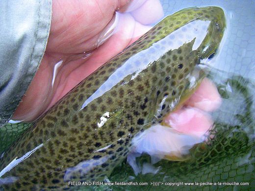 photo-truite-fario-peche-a-la-mouche-01juin2012.jpg