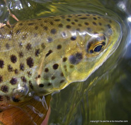 photo-truite-fario-peche-a-la-mouche-gave-oloron-33cm-17mars2012-2.jpg