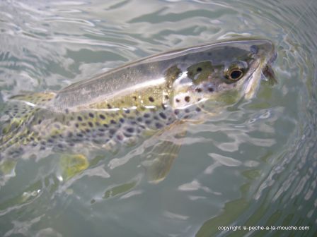 photo-truite-fario-peche-a-la-mouche-gave-pau-bearn-30cm-18mars2012-1.jpg