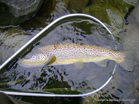 photo-truite-fario-peche-a-la-mouche-gave-pau-bearn-47cm-18mars2012-1.jpg