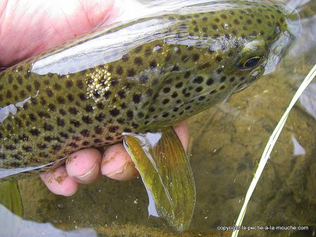 photo-truite-fario-peche-a-la-mouche-pays-basque-40cm-16mars2012-1.jpg