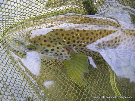 photo-truite-fario-peche-a-la-mouche-pays-basque-40cm-16mars2012-2.jpg