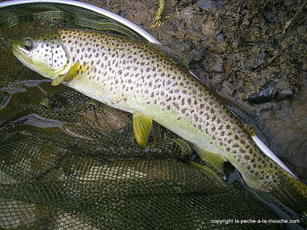 photo-truite-fario-peche-a-la-mouche-pays-basque-40cm-16mars2012-3.jpg