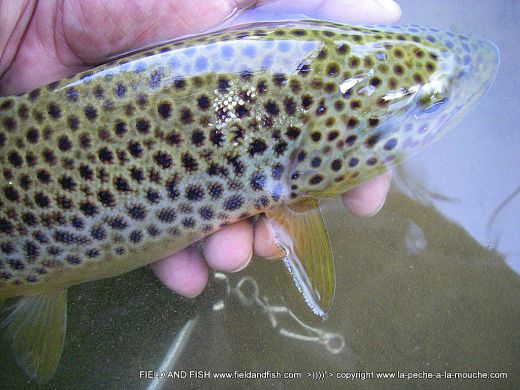 photo-truite-peche-a-la-mouche-05juin2012-1.jpg