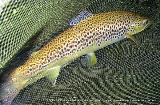 photo-truite-peche-a-la-mouche-06juillet2012-003.jpg, juil. 2012 photo-truite-peche-a-la-mouche-06juillet2012-003.jpg