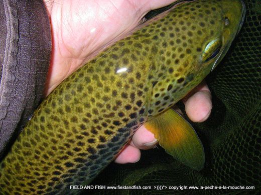 photo-truite-peche-a-la-mouche-06juillet2012-005.jpg, juil. 2012 photo-truite-peche-a-la-mouche-06juillet2012-005.jpg