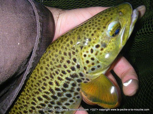 photo-truite-peche-a-la-mouche-06juillet2012-006.jpg, juil. 2012 photo-truite-peche-a-la-mouche-06juillet2012-006.jpg