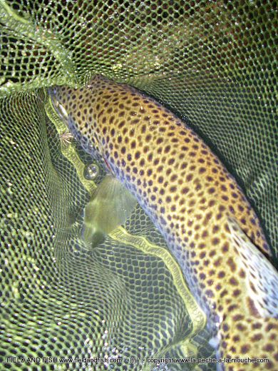 photo-truite-peche-a-la-mouche-08juillet2012-003.jpg