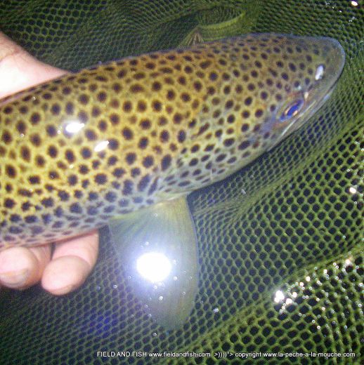 photo-truite-peche-a-la-mouche-08juillet2012-004.jpg
