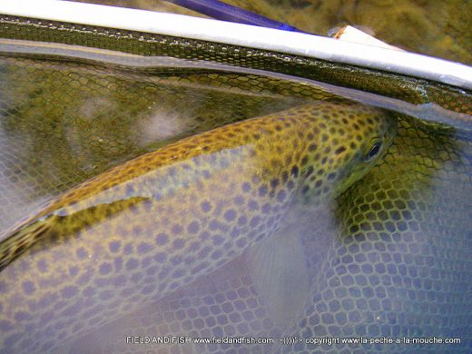 photo-truite-peche-a-la-mouche-16sept2012.jpg