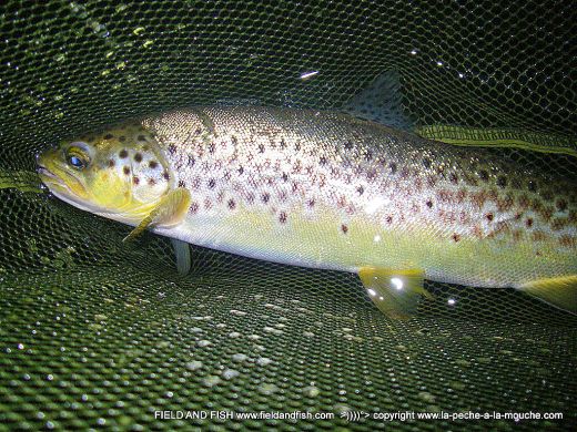 photo-truite-peche-a-la-mouche-24juin2012-002.jpg, juin 2012 photo-truite-peche-a-la-mouche-24juin2012-002.jpg