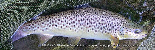 photo-truite-peche-a-la-mouche-24juin2012-003.jpg, juin 2012 photo-truite-peche-a-la-mouche-24juin2012-003.jpg