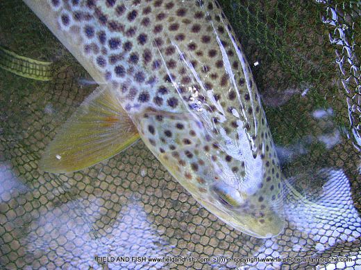 photo-truite-peche-a-la-mouche-24juin2012-1.jpg, juin 2012 photo-truite-peche-a-la-mouche-24juin2012-1.jpg