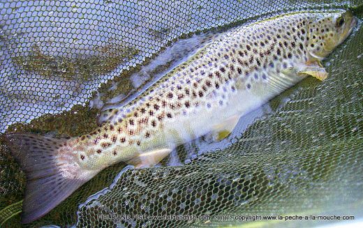 photo-truite-peche-a-la-mouche-26juin2012-004.jpg