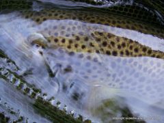 photo-truite-peche-a-la-mouche-41cm-25mars2012-002.JPG