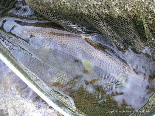 photo-truite-peche-a-la-mouche-41cm-25mars2012-1.jpg