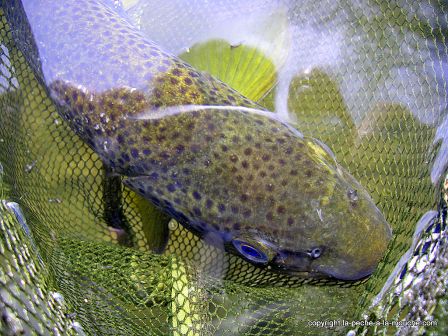 photo-truite-peche-a-la-mouche-50cm-11mars2012-2.jpg