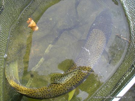 photo-truite-peche-a-la-mouche-50cm-11mars2012-3.jpg