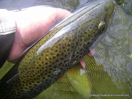 photo-truite-peche-a-la-mouche-50cm-11mars2012-4.jpg