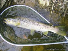 photo-truite-peche-a-la-mouche-50cm-11mars2012-5.JPG