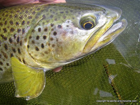 photo-truite-peche-a-la-mouche-50cm-11mars2012-8.jpg