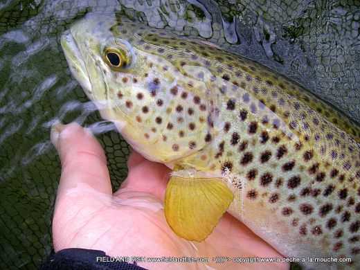 photo-truite-peche-a-la-mouche-pays-basque-40cm-27avril2012-002.jpg, avr. 2012 photo-truite-peche-a-la-mouche-pays-basque-40cm-27avril2012-002.jpg