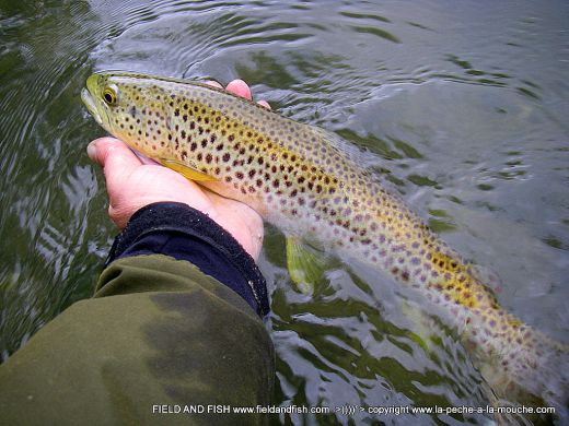 photo-truite-peche-a-la-mouche-pays-basque-40cm-27avril2012-003.jpg, avr. 2012 photo-truite-peche-a-la-mouche-pays-basque-40cm-27avril2012-003.jpg