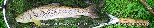 photo-truite-peche-a-la-mouche-pays-basque-40cm-27avril2012-005.jpg, avr. 2012 photo-truite-peche-a-la-mouche-pays-basque-40cm-27avril2012-005.jpg